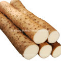 New Crop Yam for Exporting